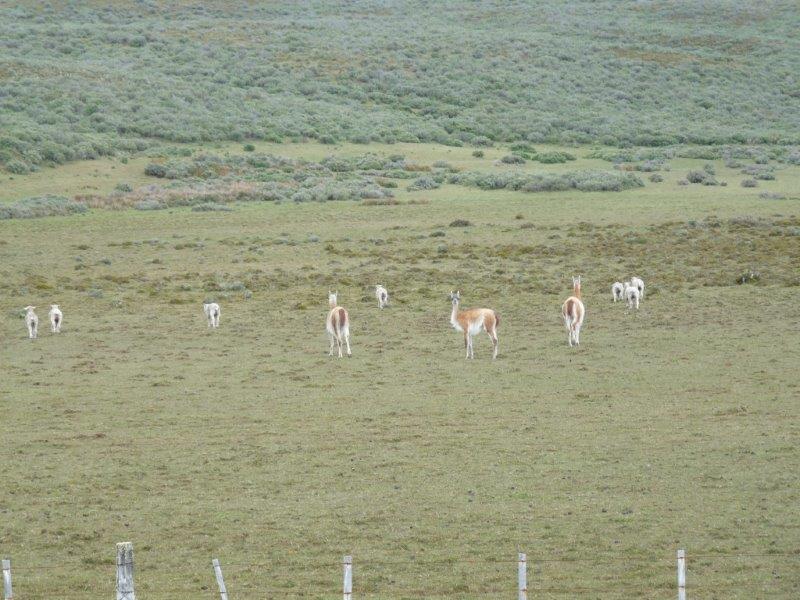 livestock