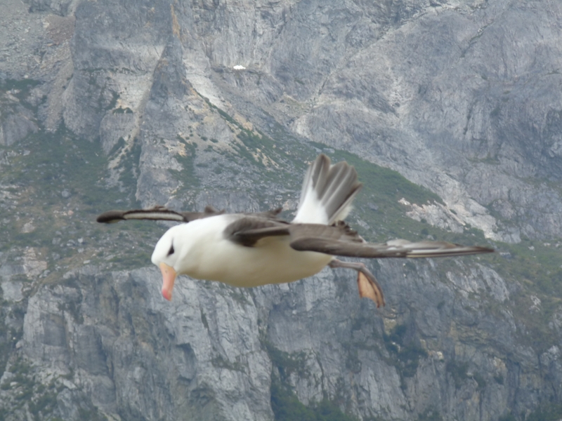 albatross flight
