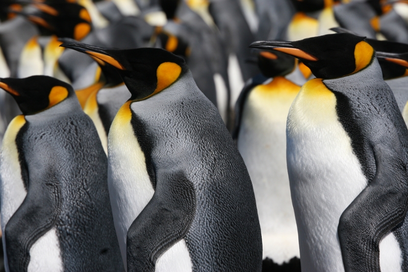 Penguins