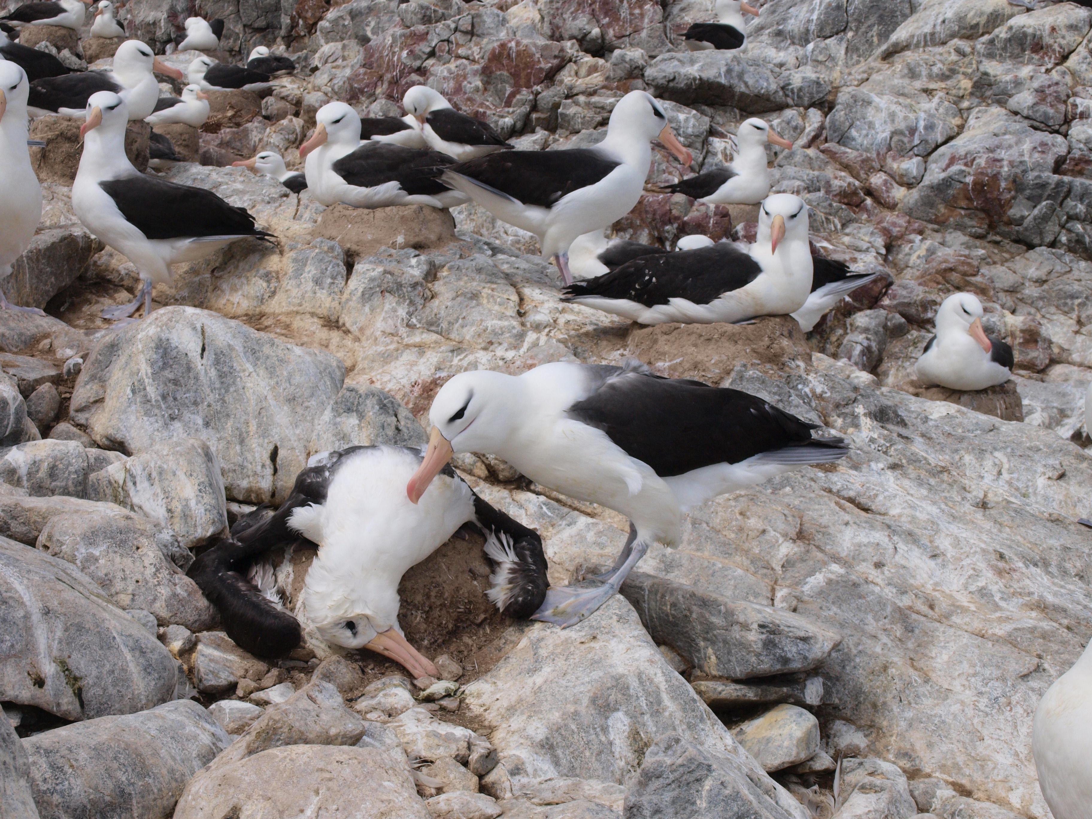 dead albatross