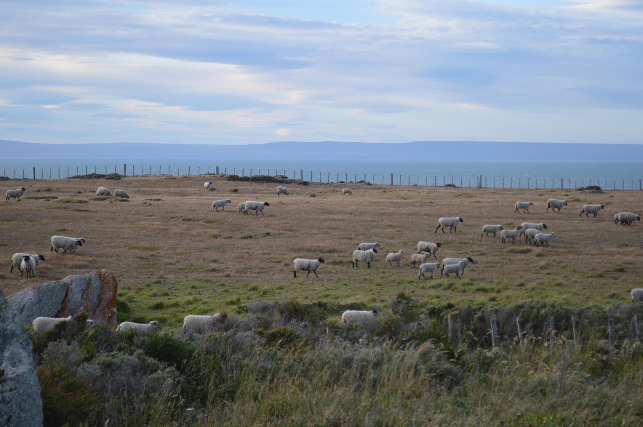 sheep in Chile
