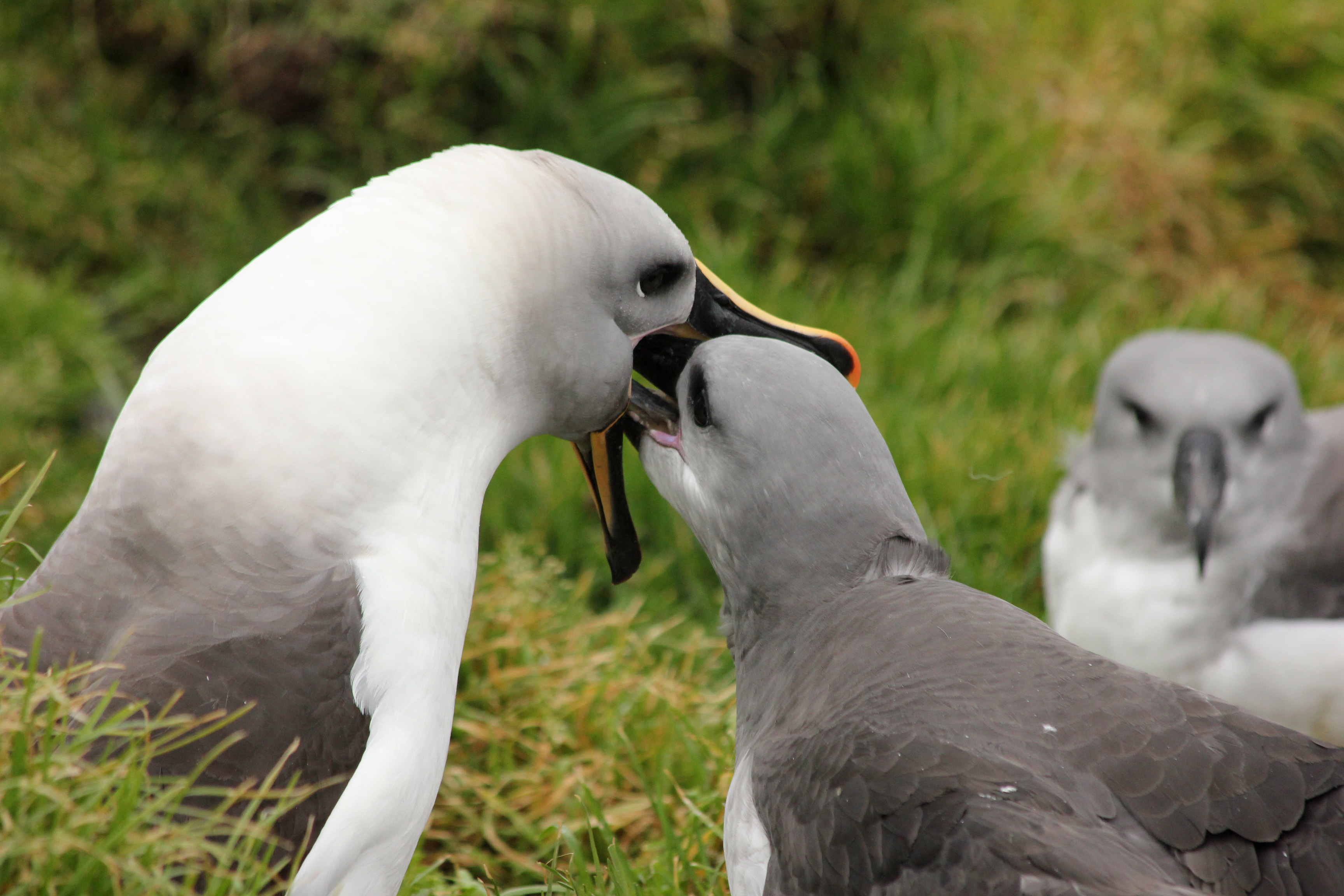 gray headed albatross
