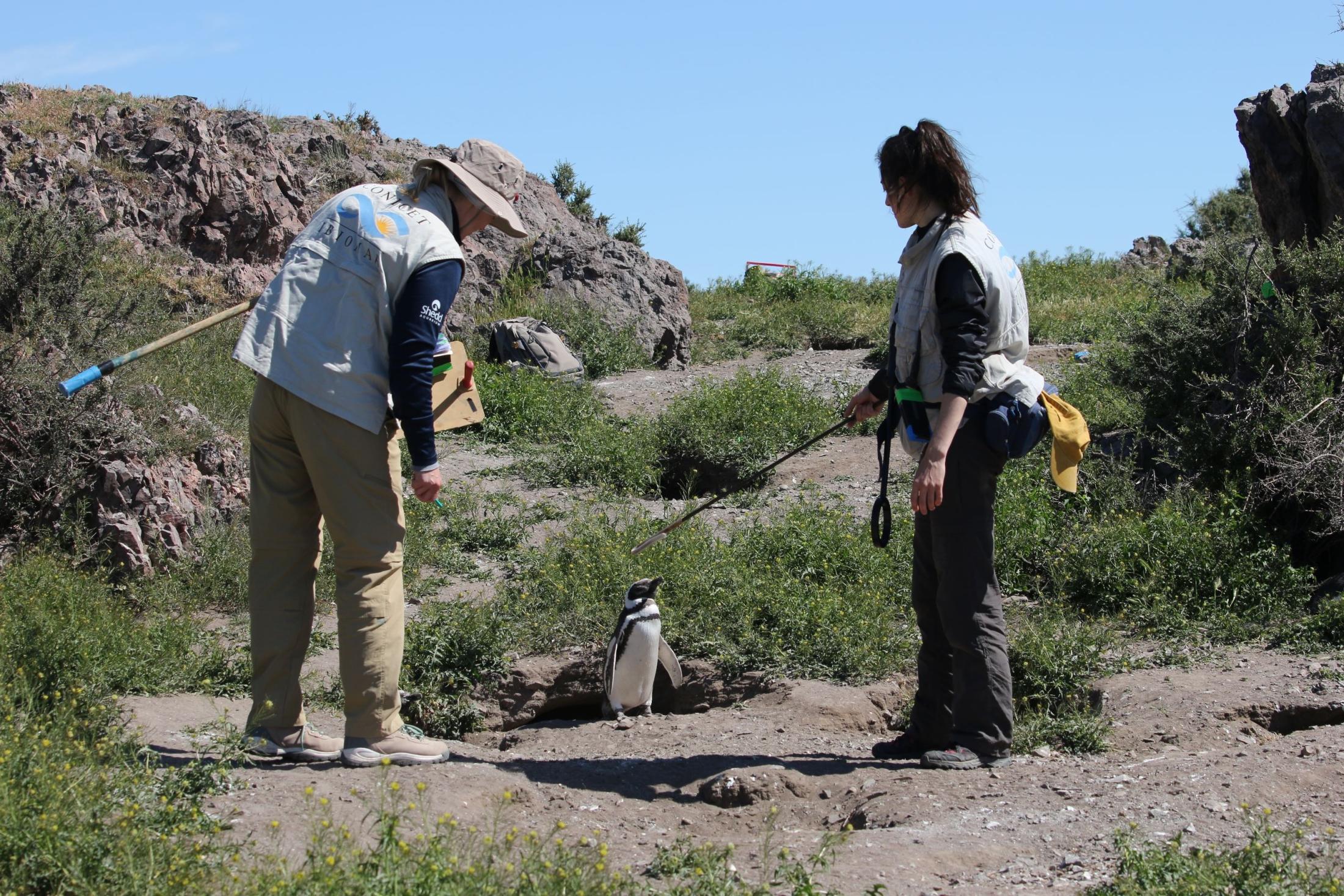 magellanic penguins being sampled