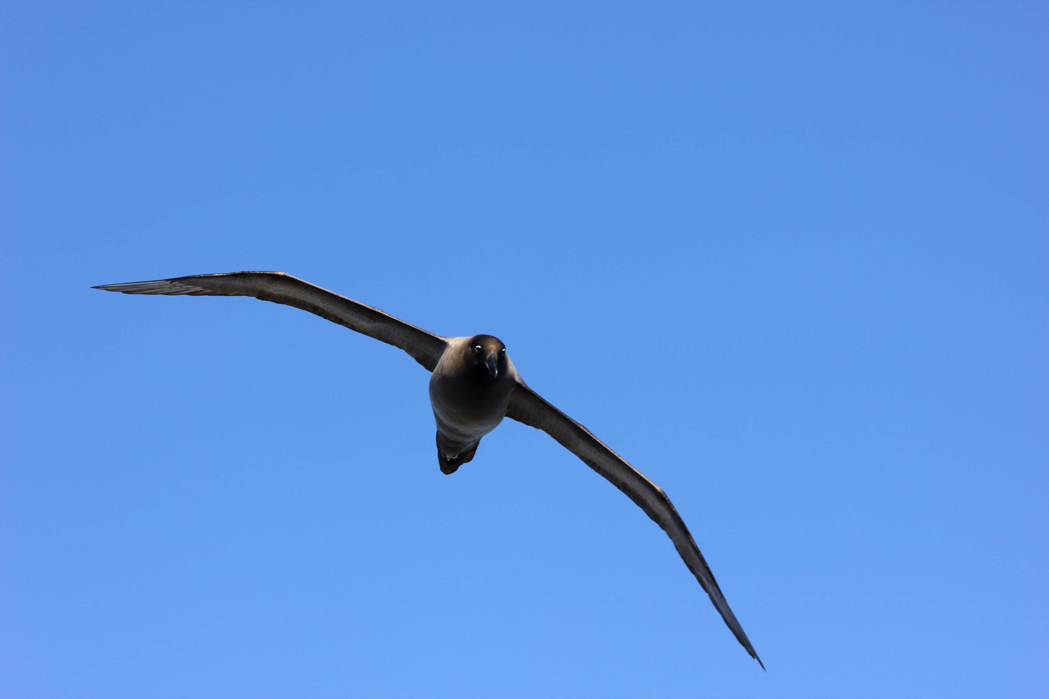 albatross flying