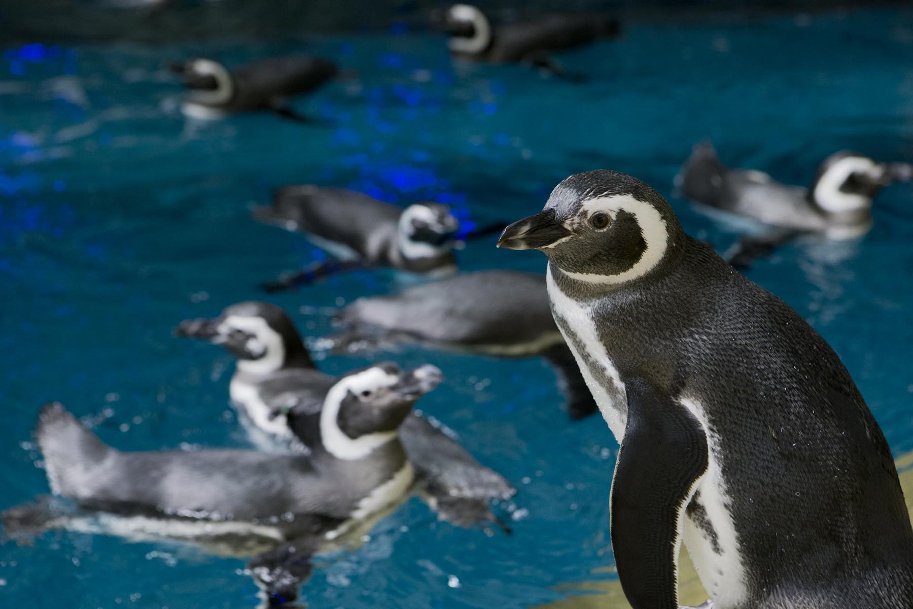 Magellanic penguin at Shedd Aquarium