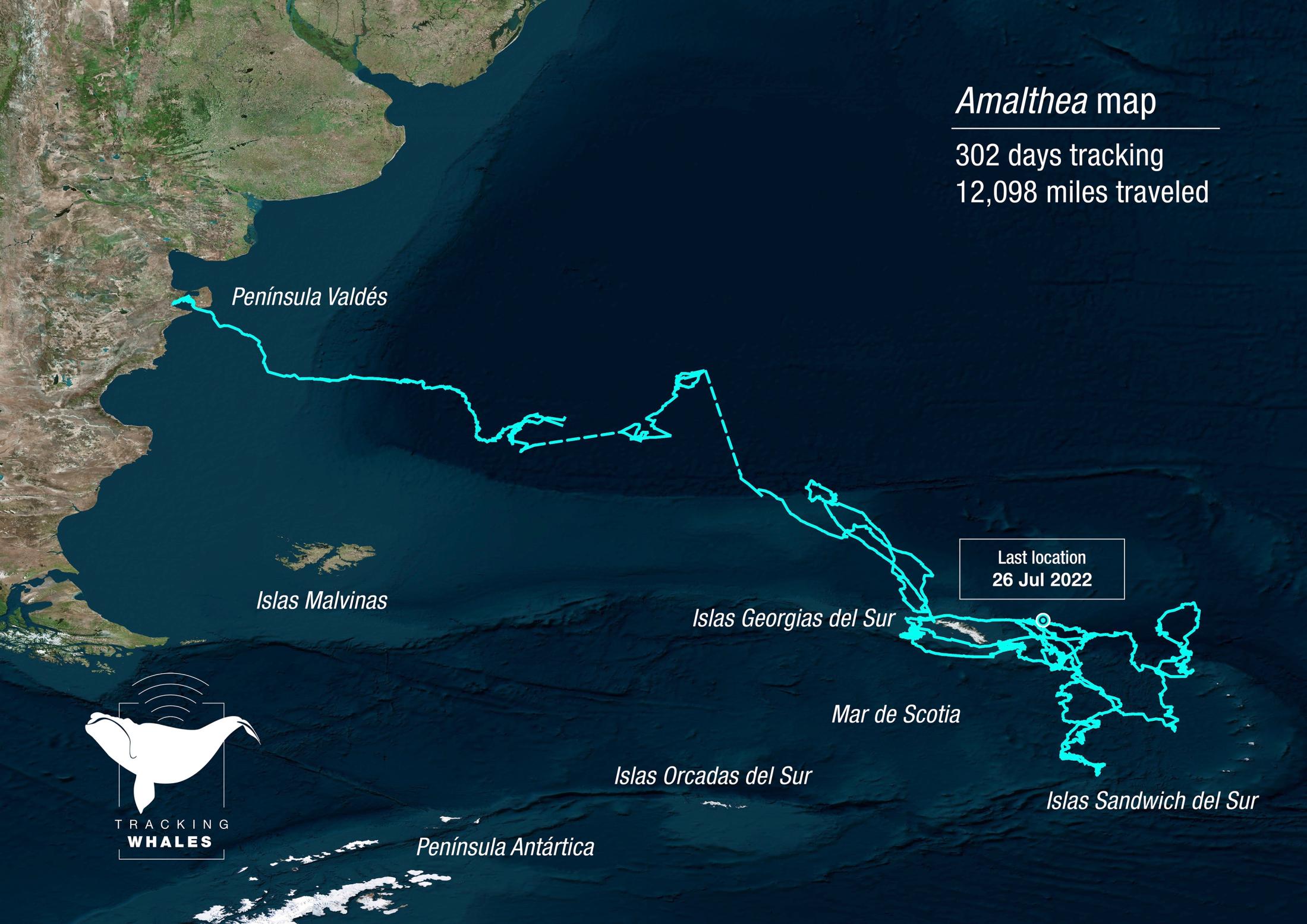 Amalthea southern right whale migration route
