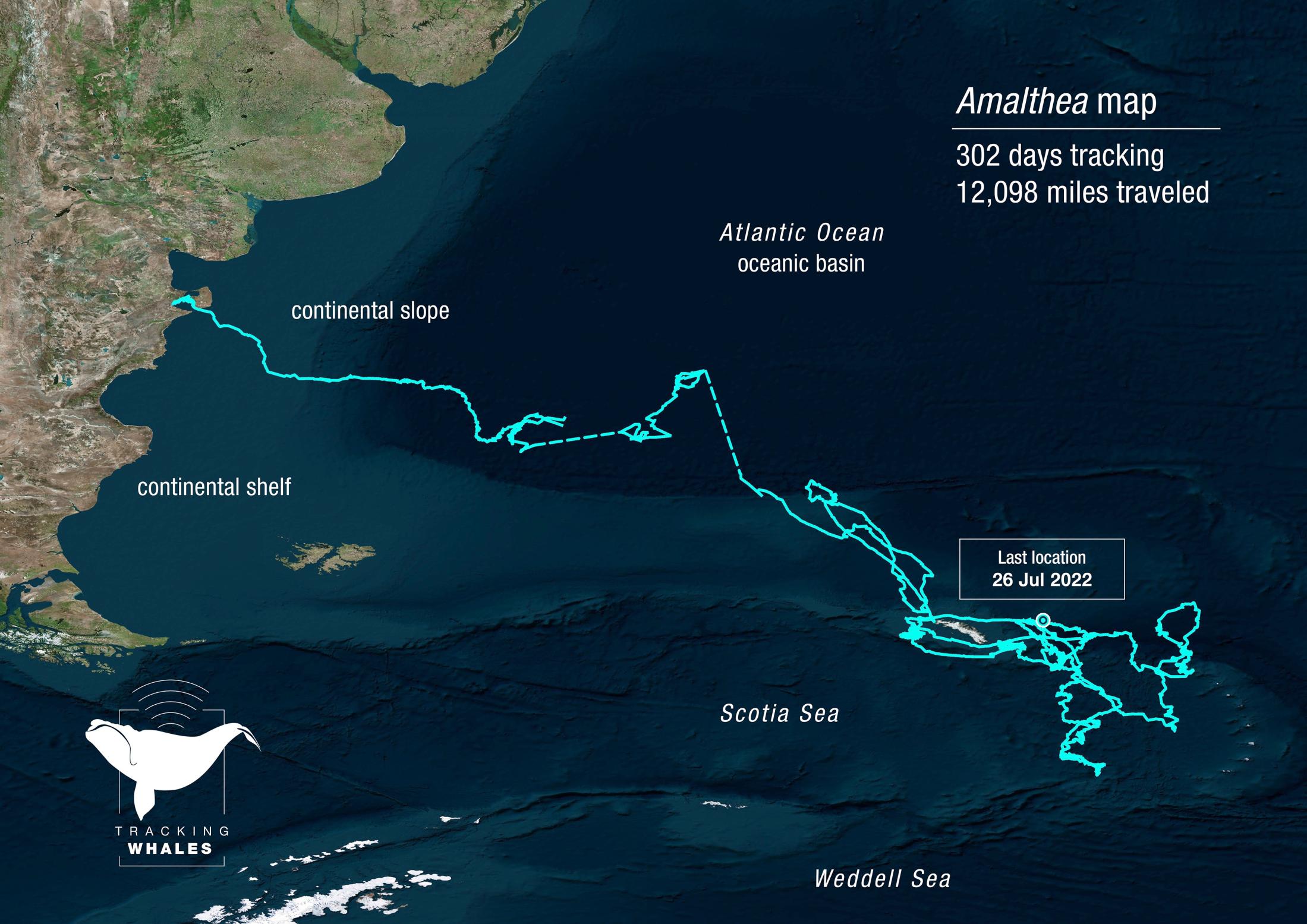 Amalthea southern right whale migration route