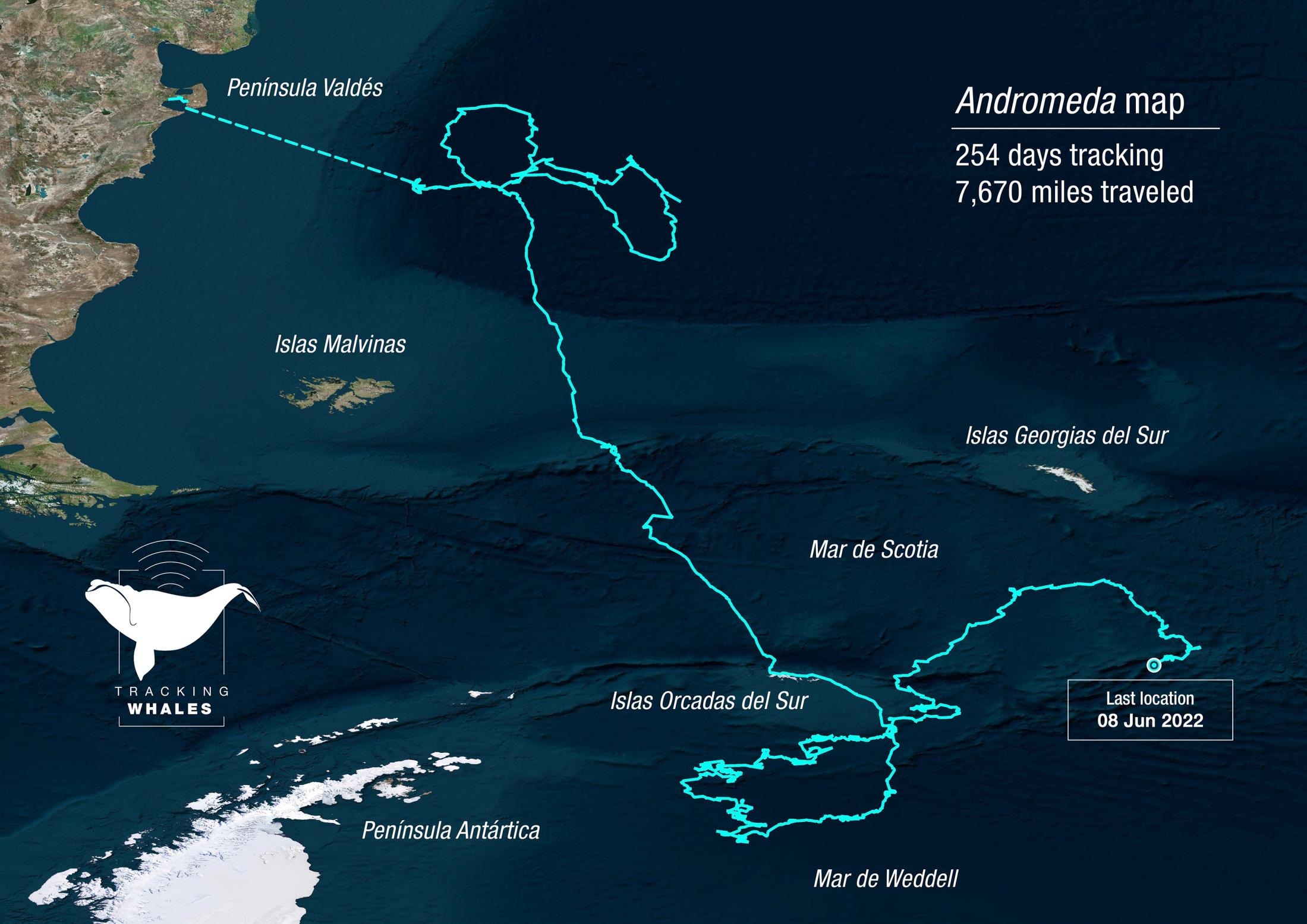Andromeda southern right whale migration route