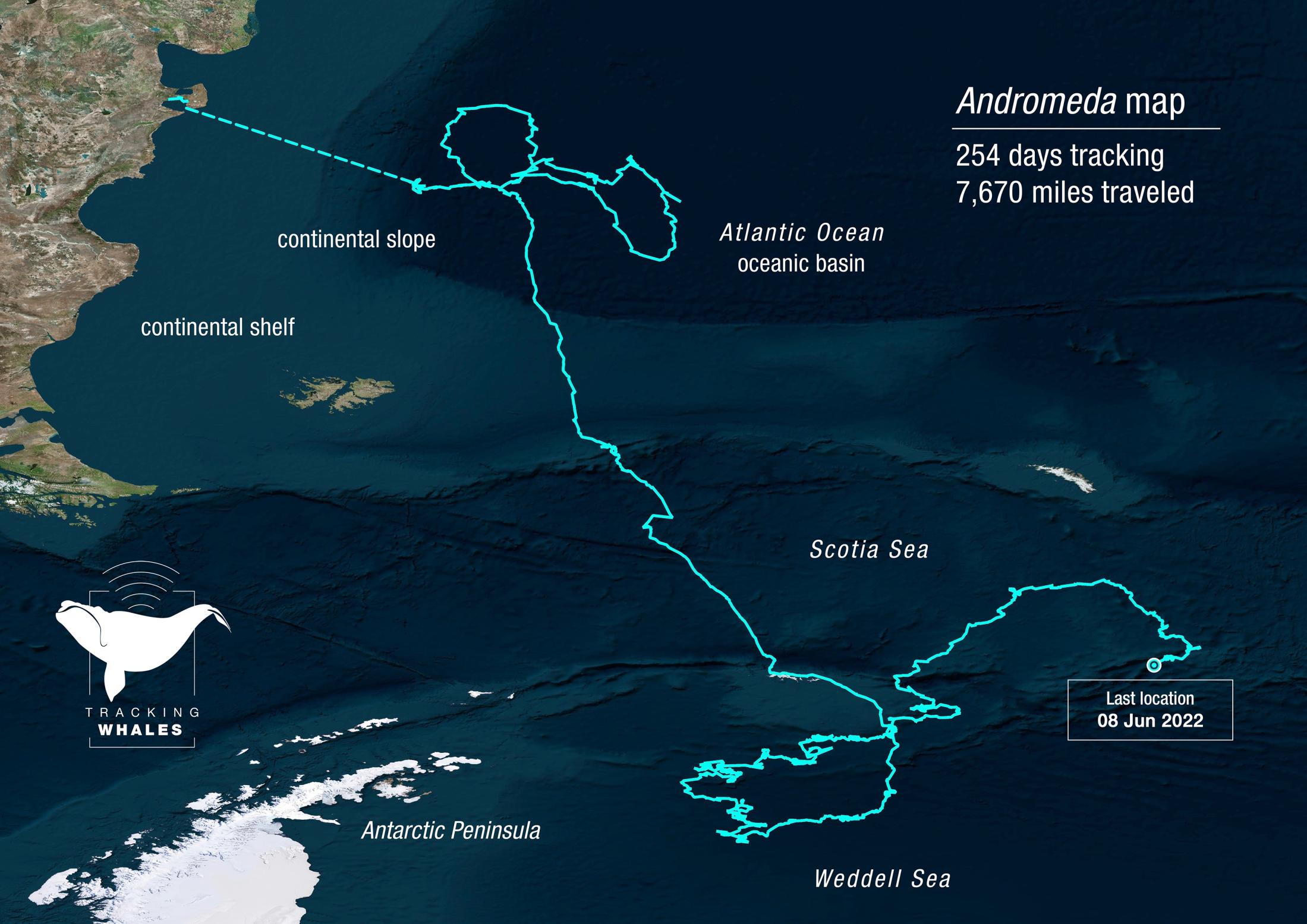 Andromeda southern right whale migration route