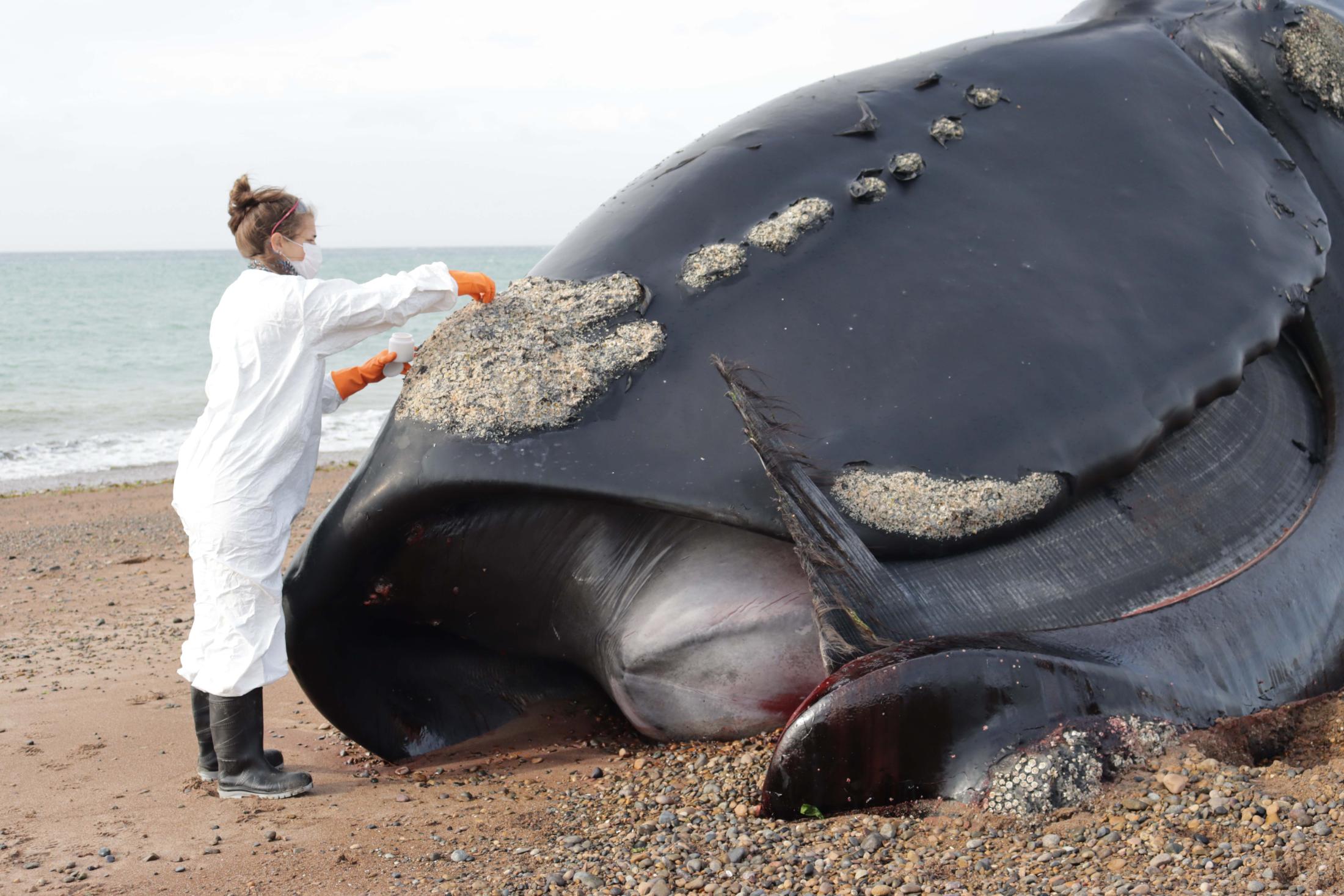 dead southern right whale being examined