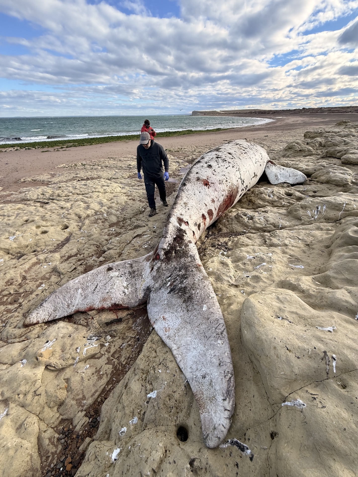 Beached whale carcass on sandy shore; person in dark coat near its tail, cloudy sky.