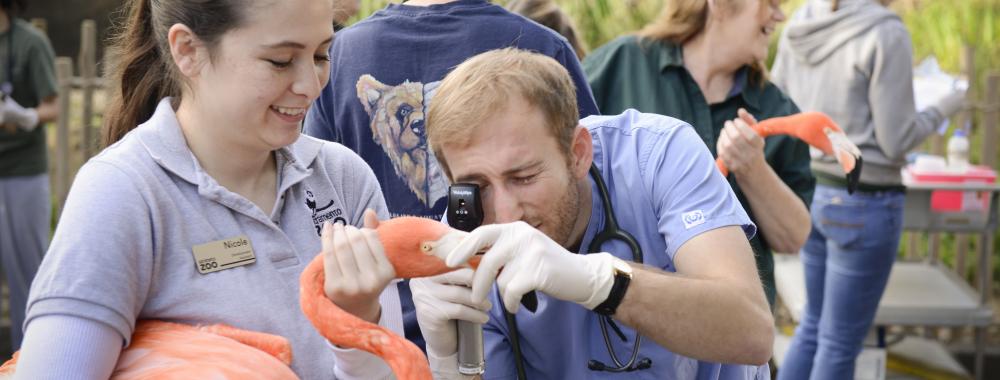 flamingo eye exam