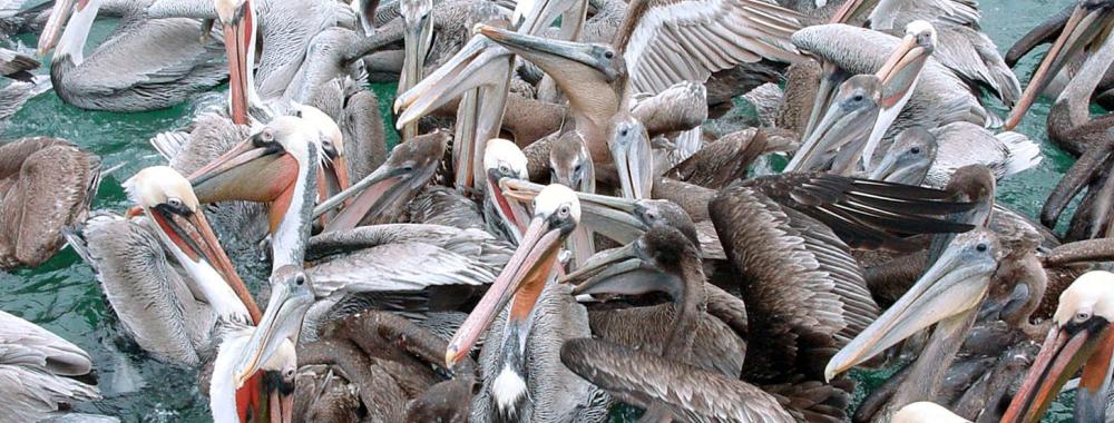 pelicans