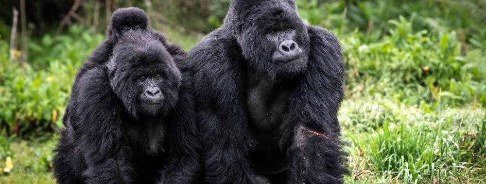 mountain gorilla family