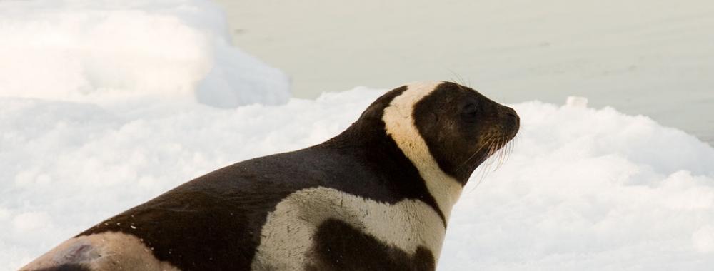 ribbon seal