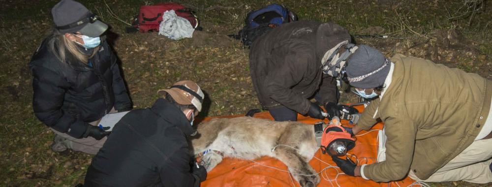 california carnivores program research team sampling and collaring f417