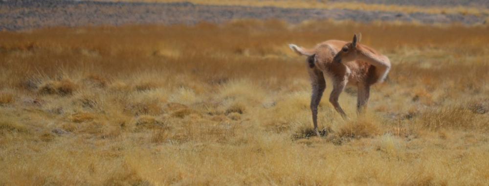 vicuna scratching