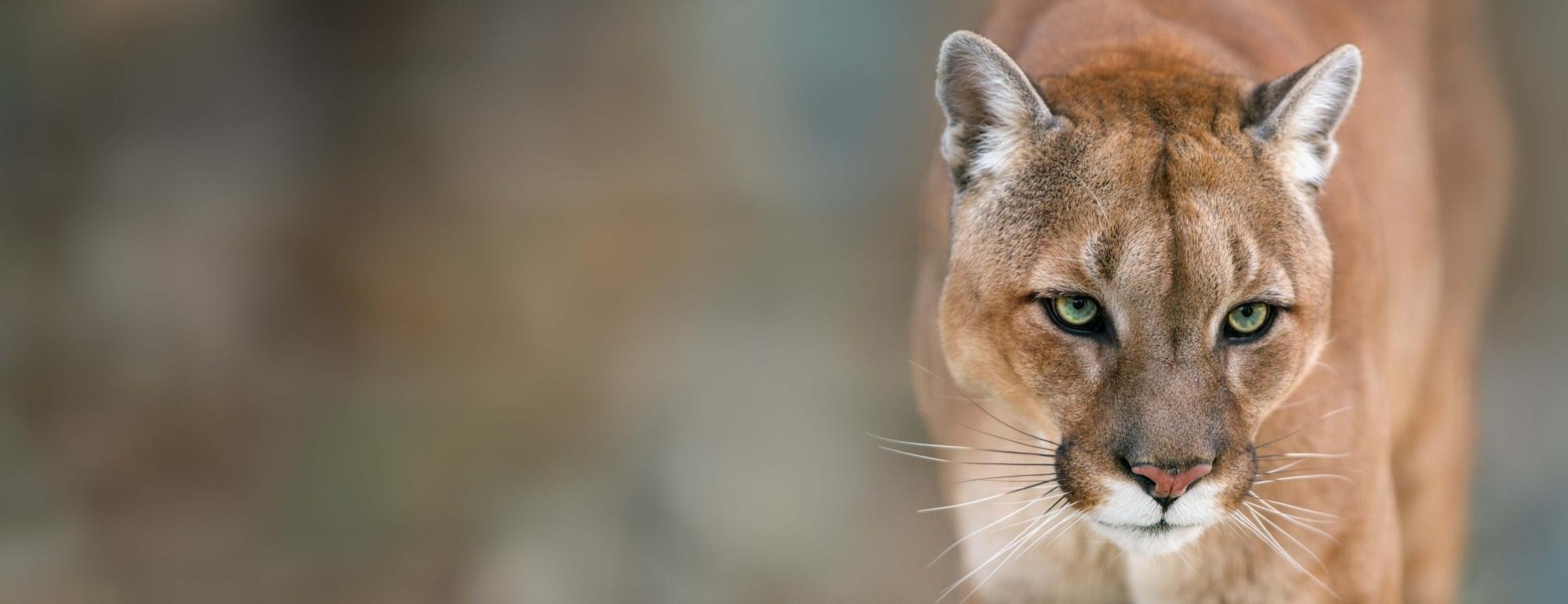 california mountain lion stock image