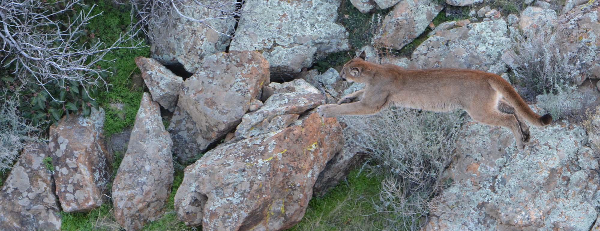 california mountain lion leaping off rocks