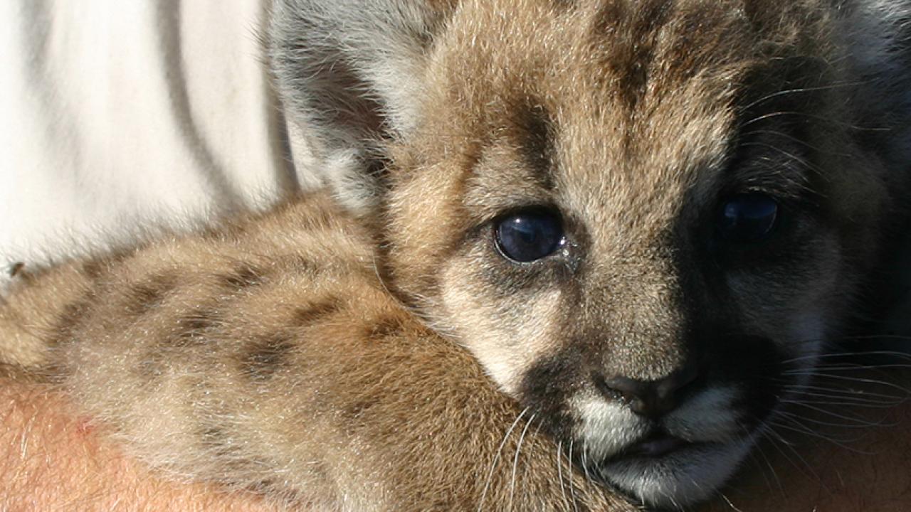 Wildlife Health Center School Of Veterinary Medicine California Mountain Lion Project