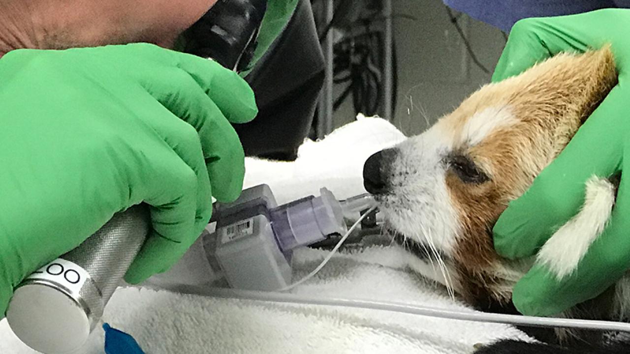 Zoological Medicine Wildlife Health Center / School of Veterinary