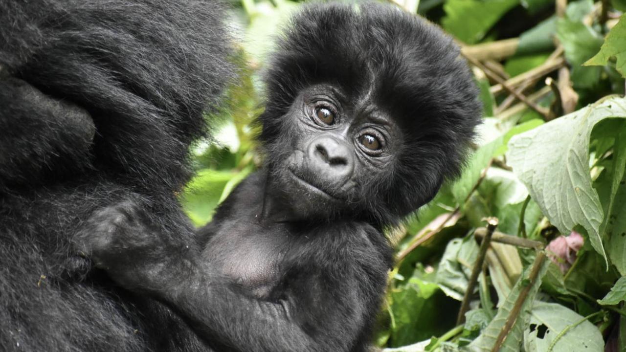 baby mountain gorilla in Uganda