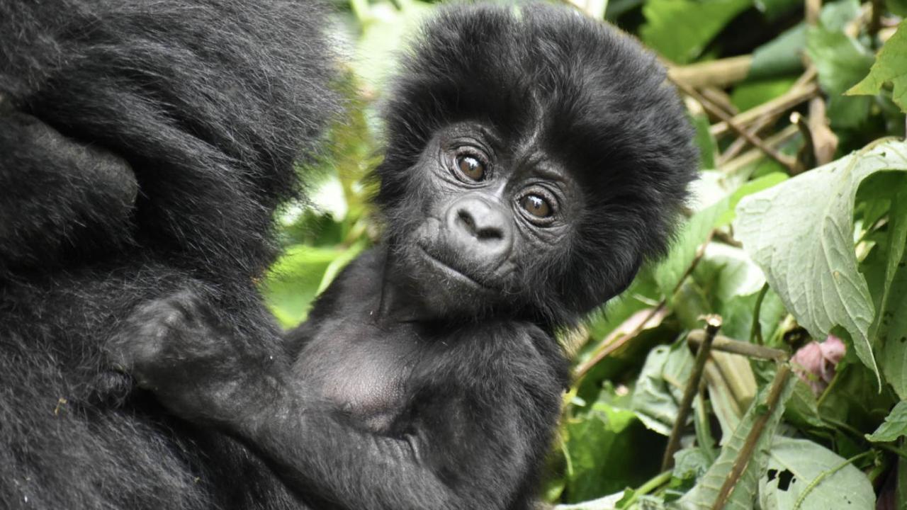 baby mountain gorilla in Uganda