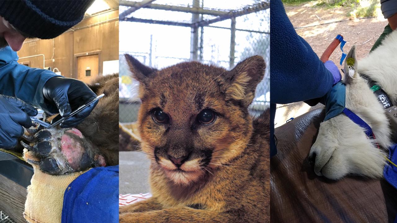 wildlife health residency collage