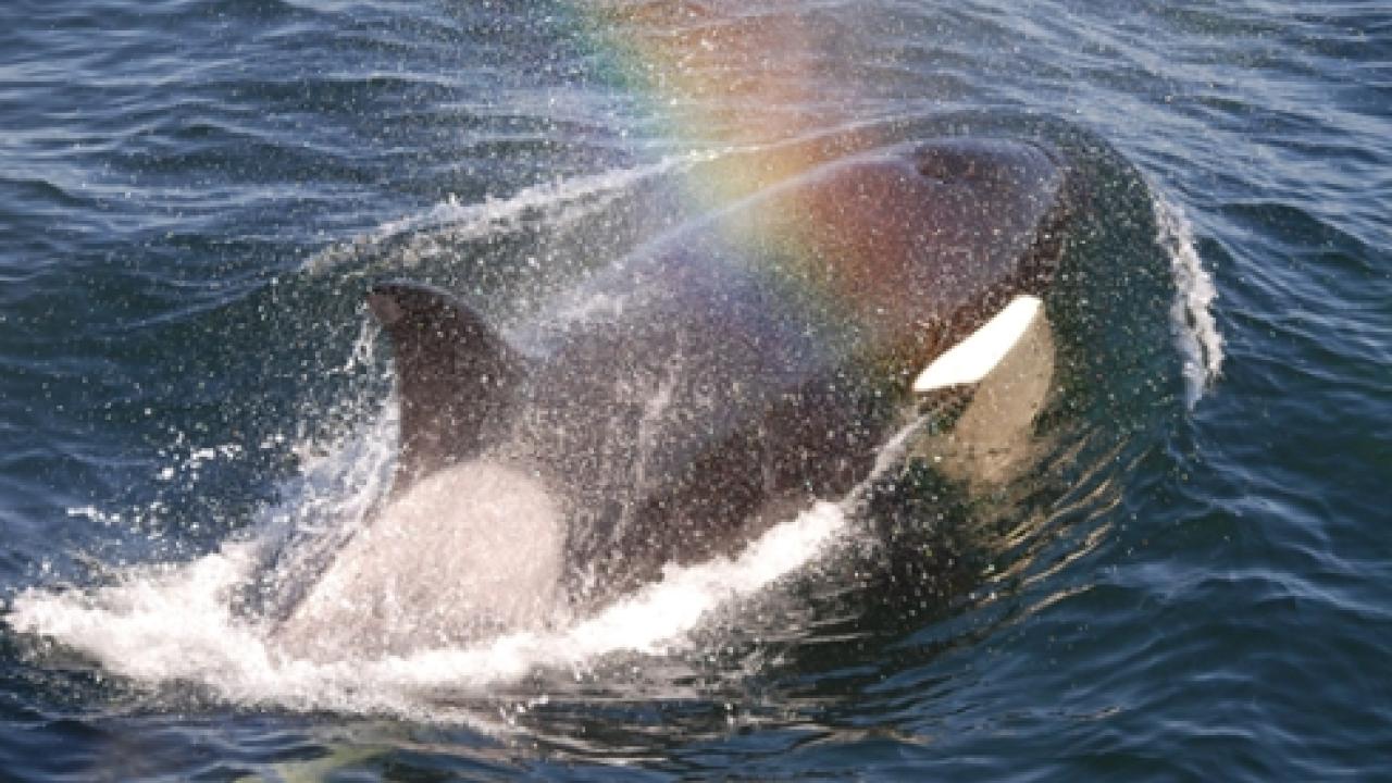 southern resident killer whale