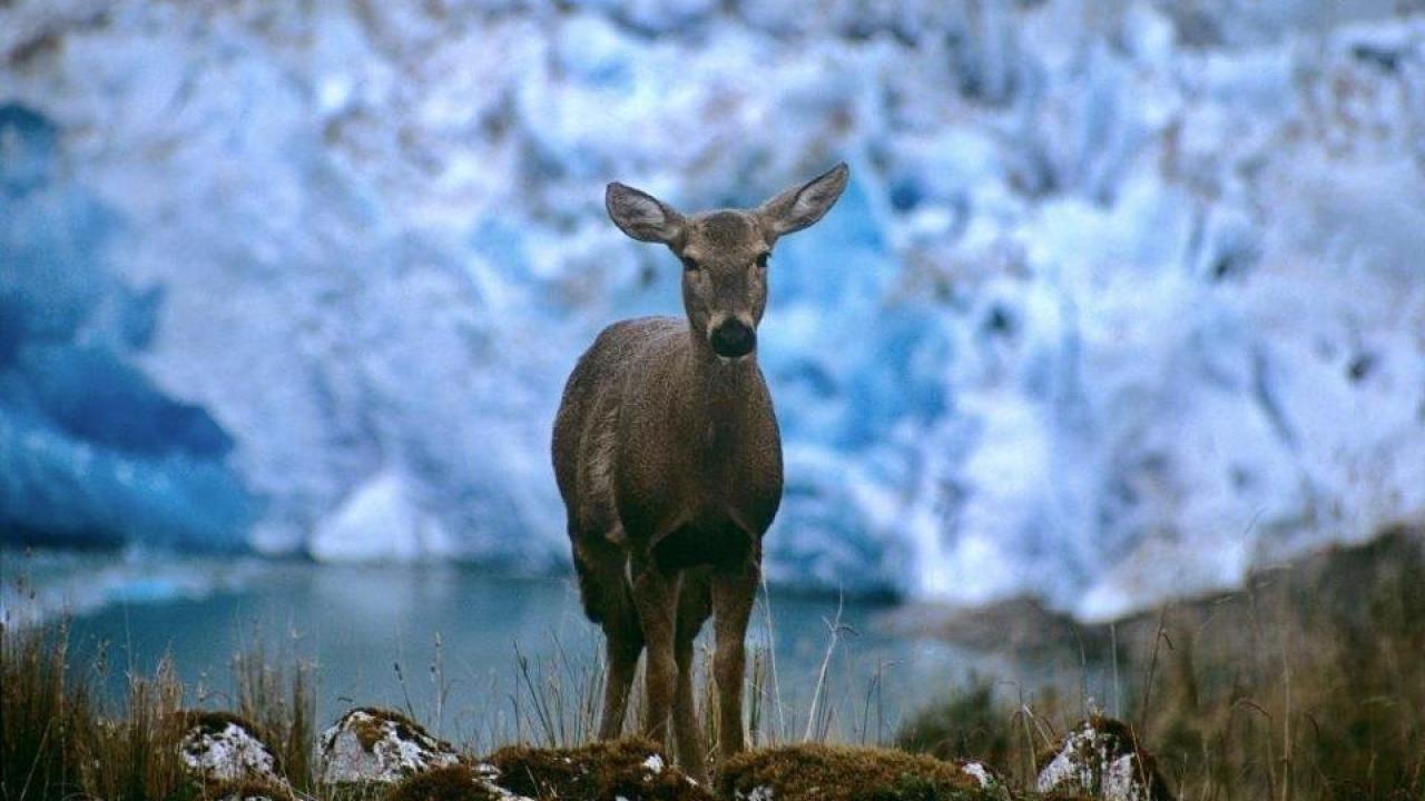 huemul deer 
