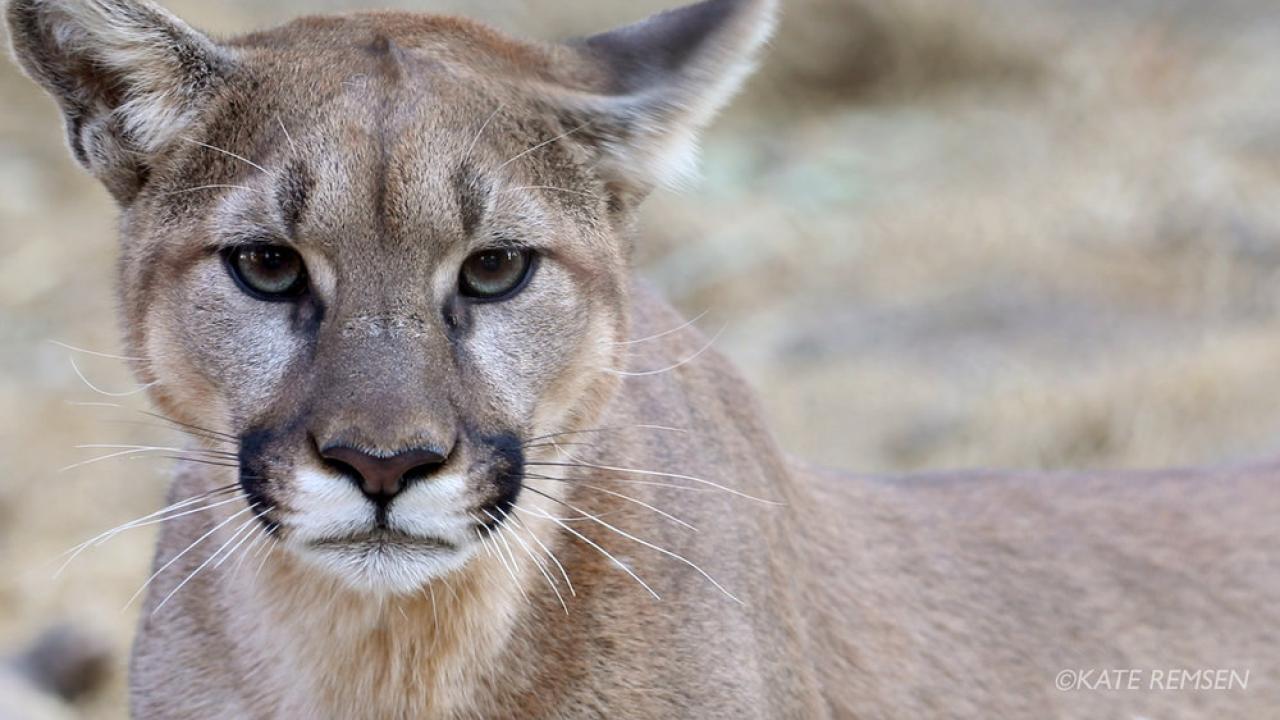 California Mountain Lion