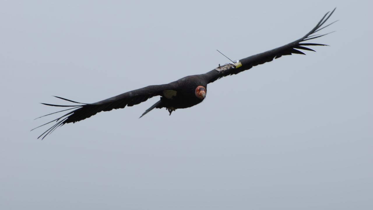 california condor flying