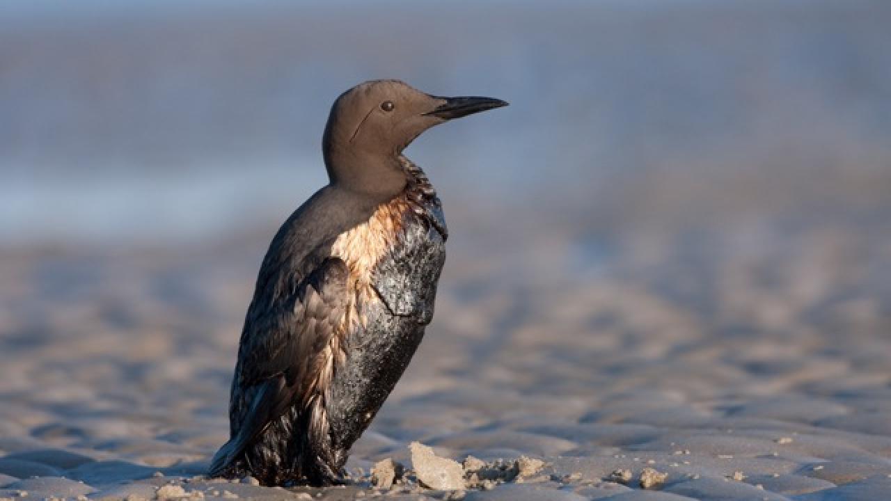 oiled murre