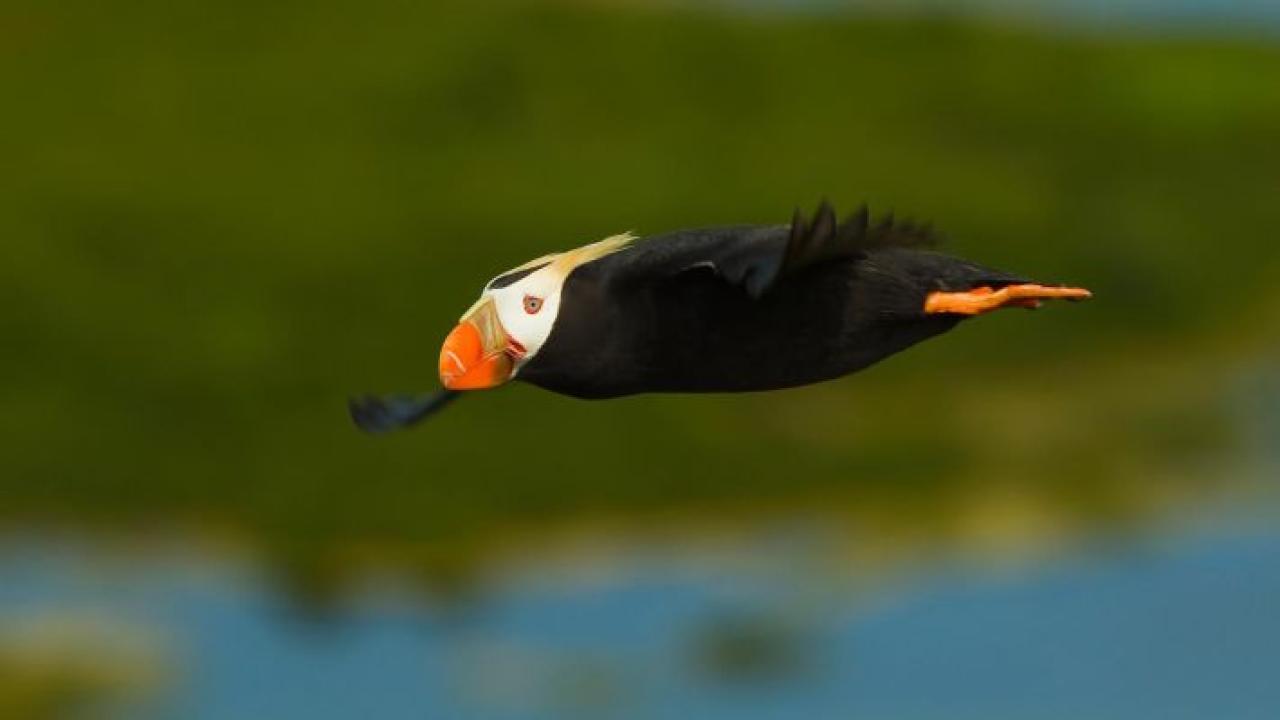 tufted puffin