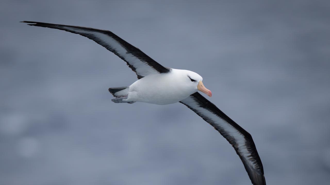 black browed albatross