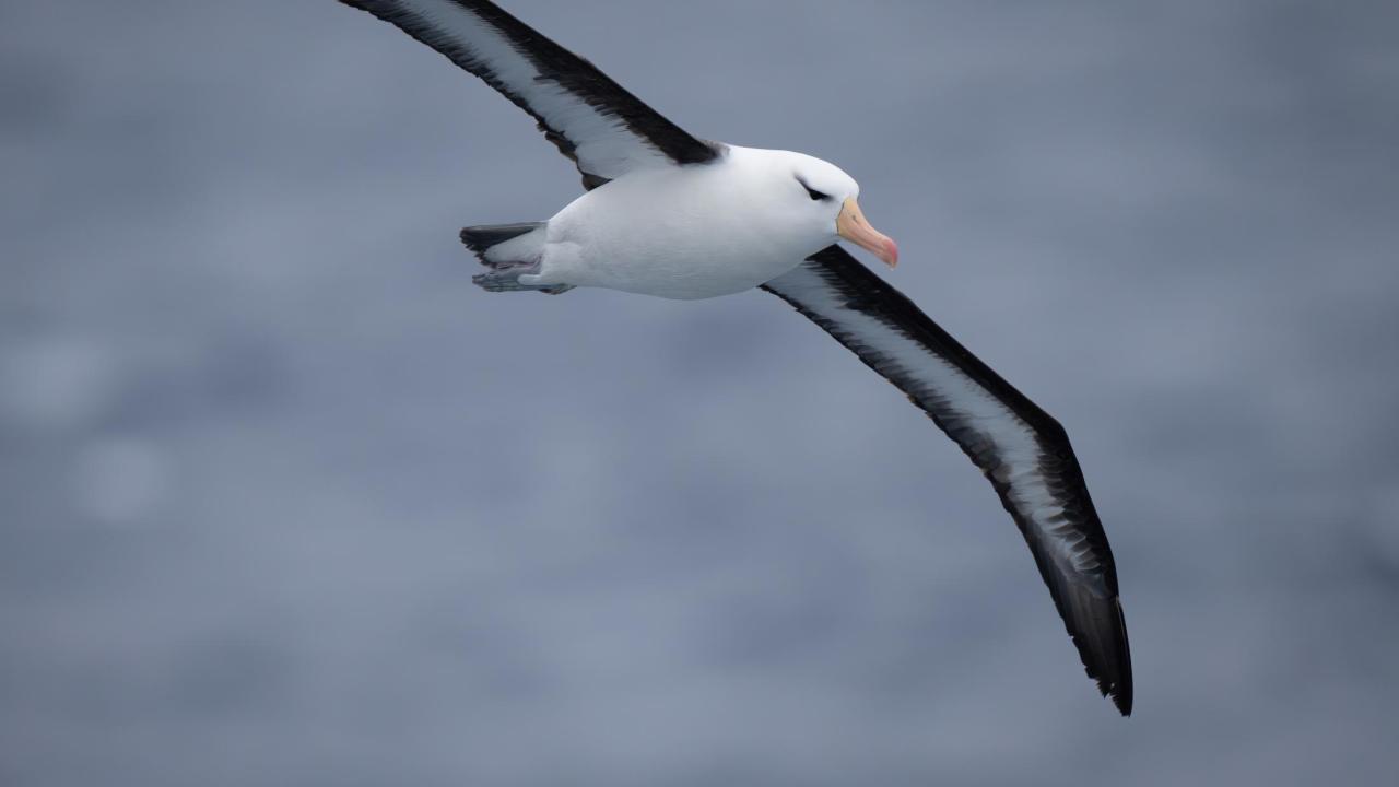 black browed albatross