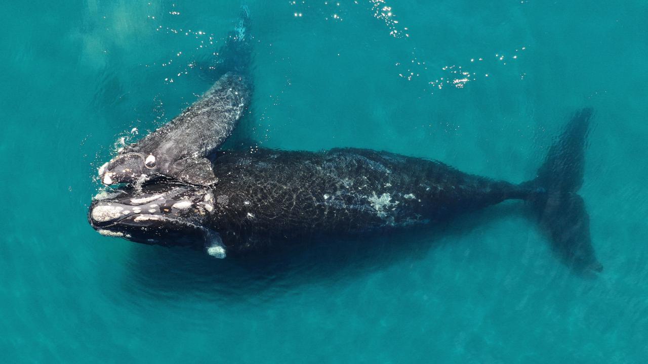 Andromeda and calf are southern right whales