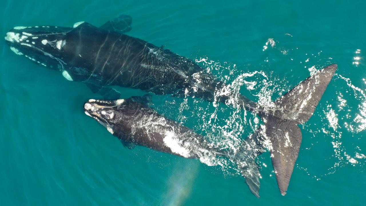 southern right whale