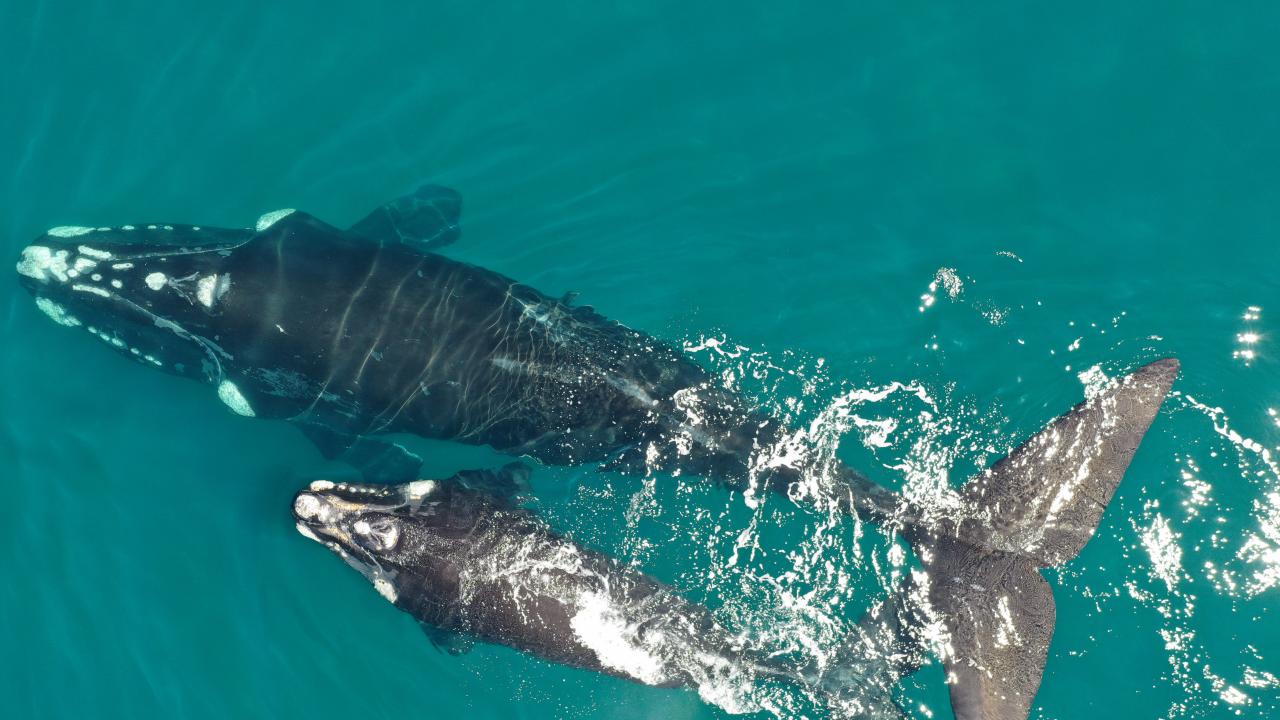 southern right whale