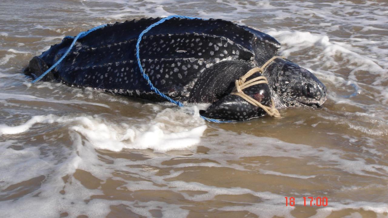 leatherback turtle