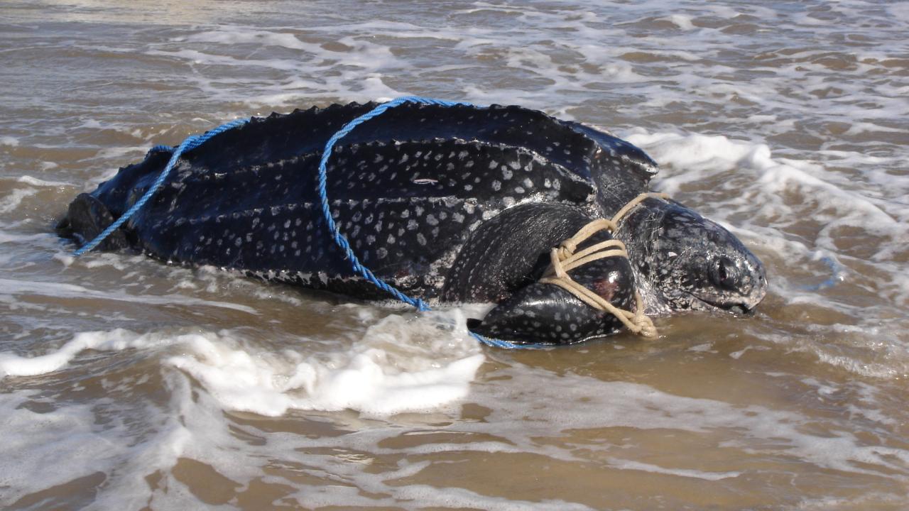 leatherback turtle