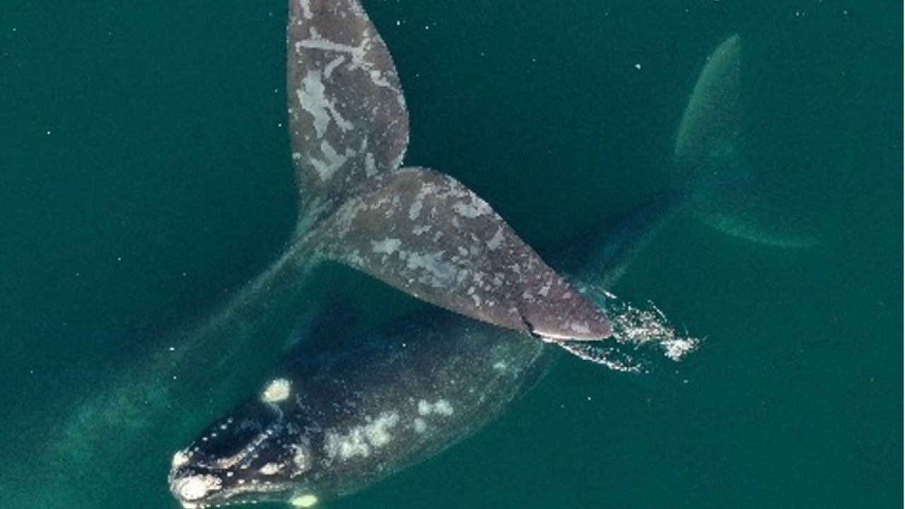 Southern right whale Electra and her calf