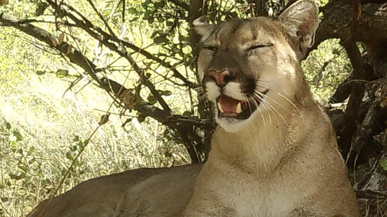 female mountain lion f312 