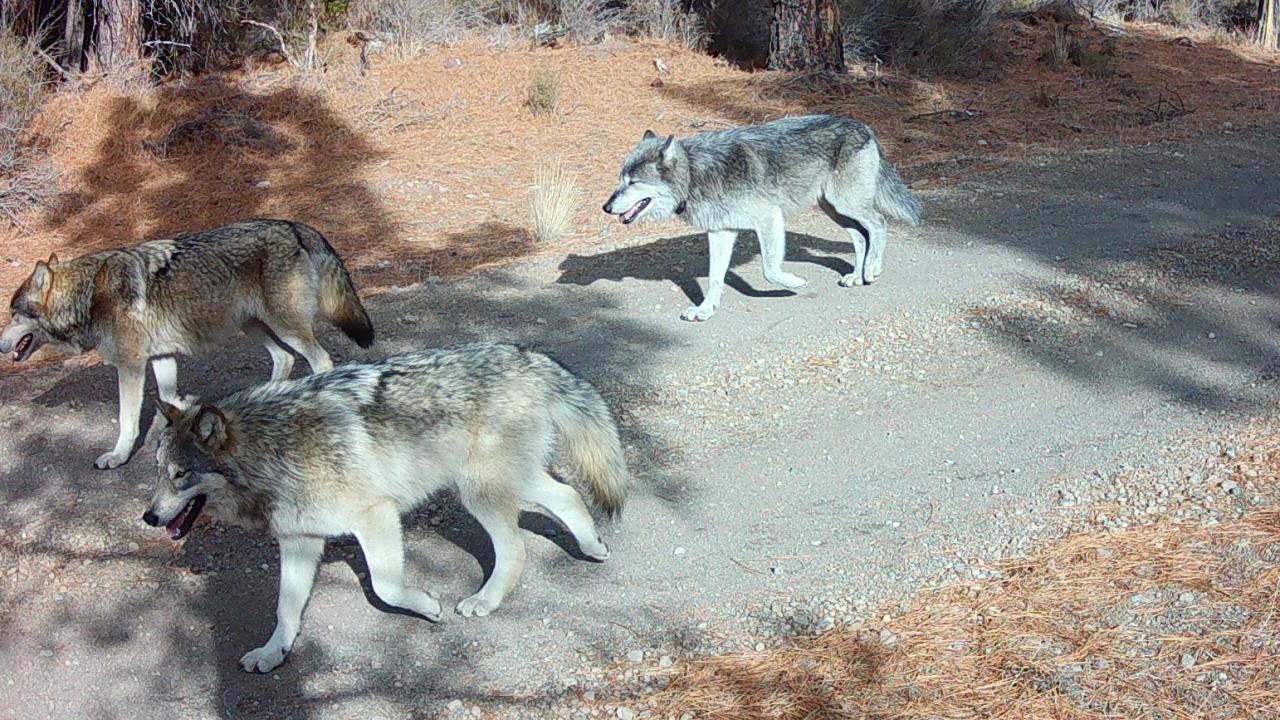 wolf pack in california