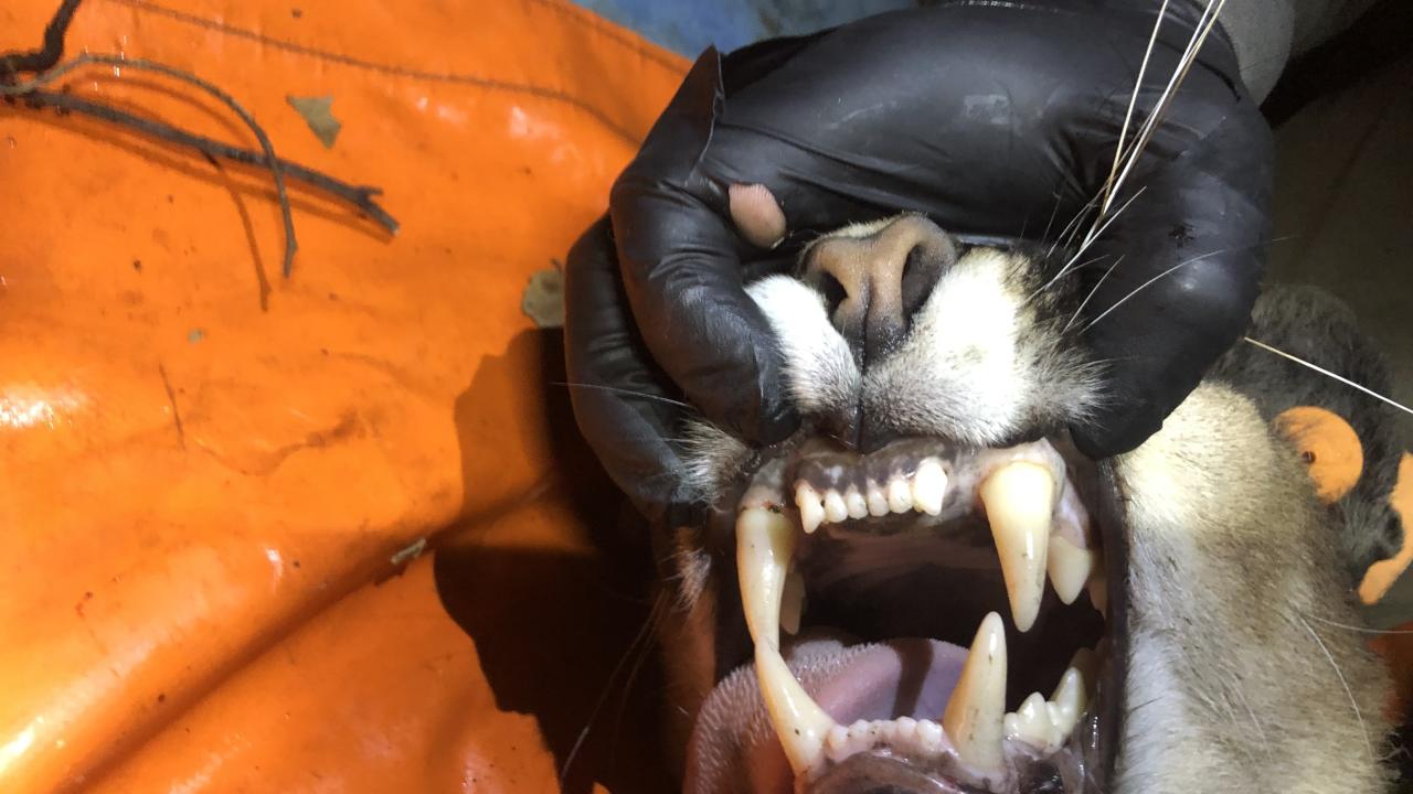 mountain lion teeth