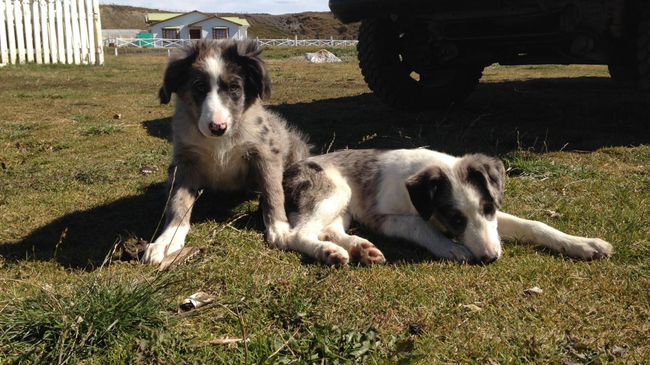 sheepdog puppies in Chile