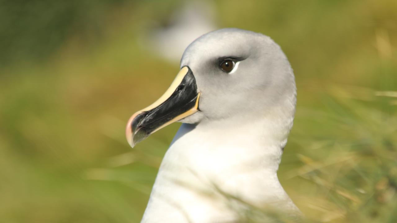 Albatross photographed by Dr. Ralph Vanstreels