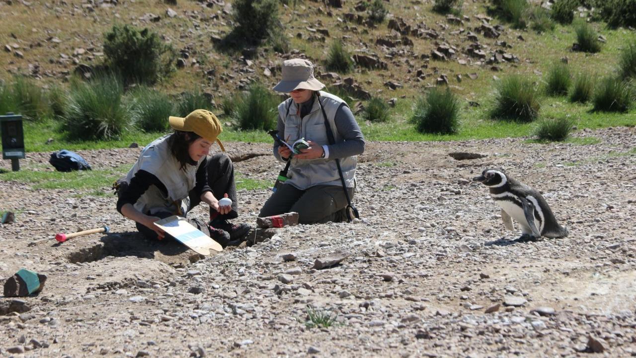 magellanic penguin sampling