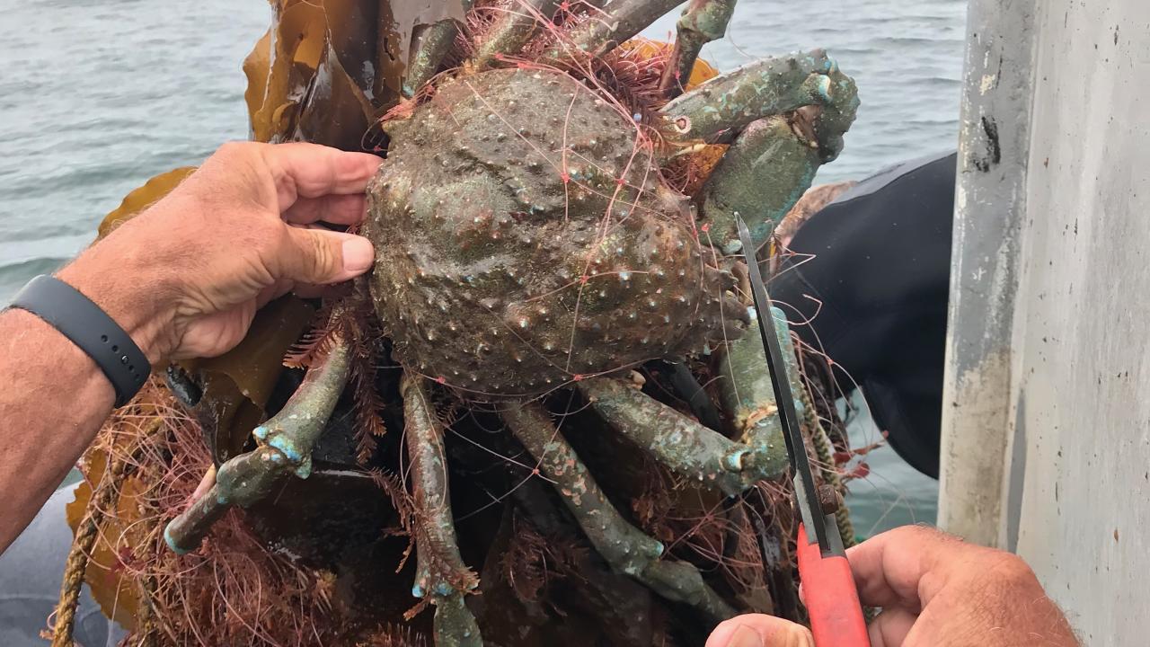 crab trapped in lost fishing gear