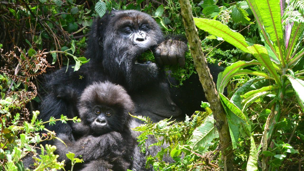 mountain gorilla mother chewing plant with baby